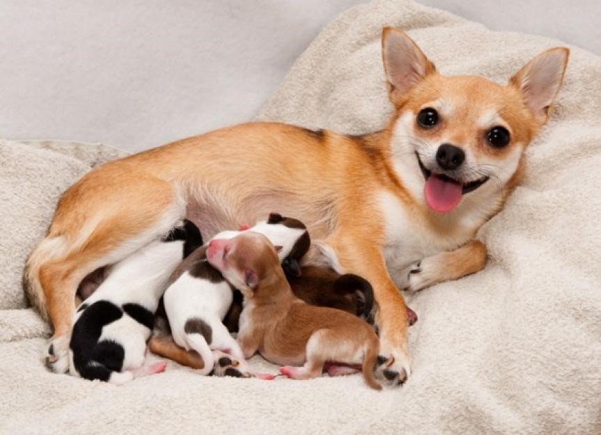 Mommy and puppies