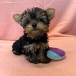 Yorkie