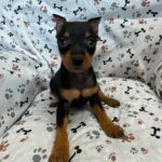 Miniature Pinscher