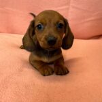 Dachshund