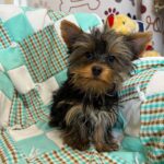 Yorkie