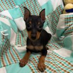 Miniature Pinscher