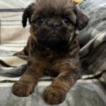 Brussels Griffon