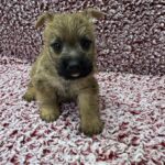 Cairn Terrier