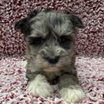 Miniature Schnauzer