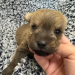 Cairn Terrier