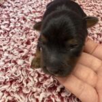 Yorkie