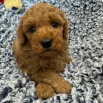 Miniature Poodle