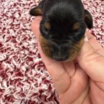 Dachshund