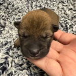 Shiba Inu