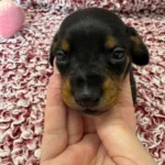 Dachshund