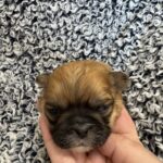 Pekingese