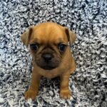 Brussels Griffon