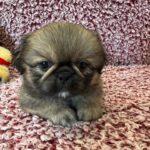 Pekingese