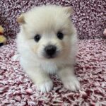 Pomeranian