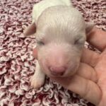 Bichon