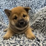 Shiba Inu