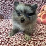 Pomeranian