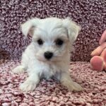 Maltese