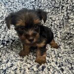 Yorkie
