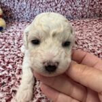 Bichon