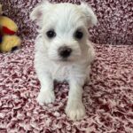 Maltese
