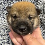 Shiba Inu