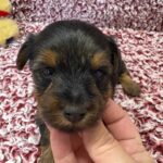 Yorkie