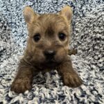Cairn Terrier