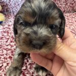 Cockapoo