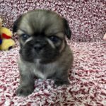 Pekingese