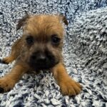 Cairn Terrier